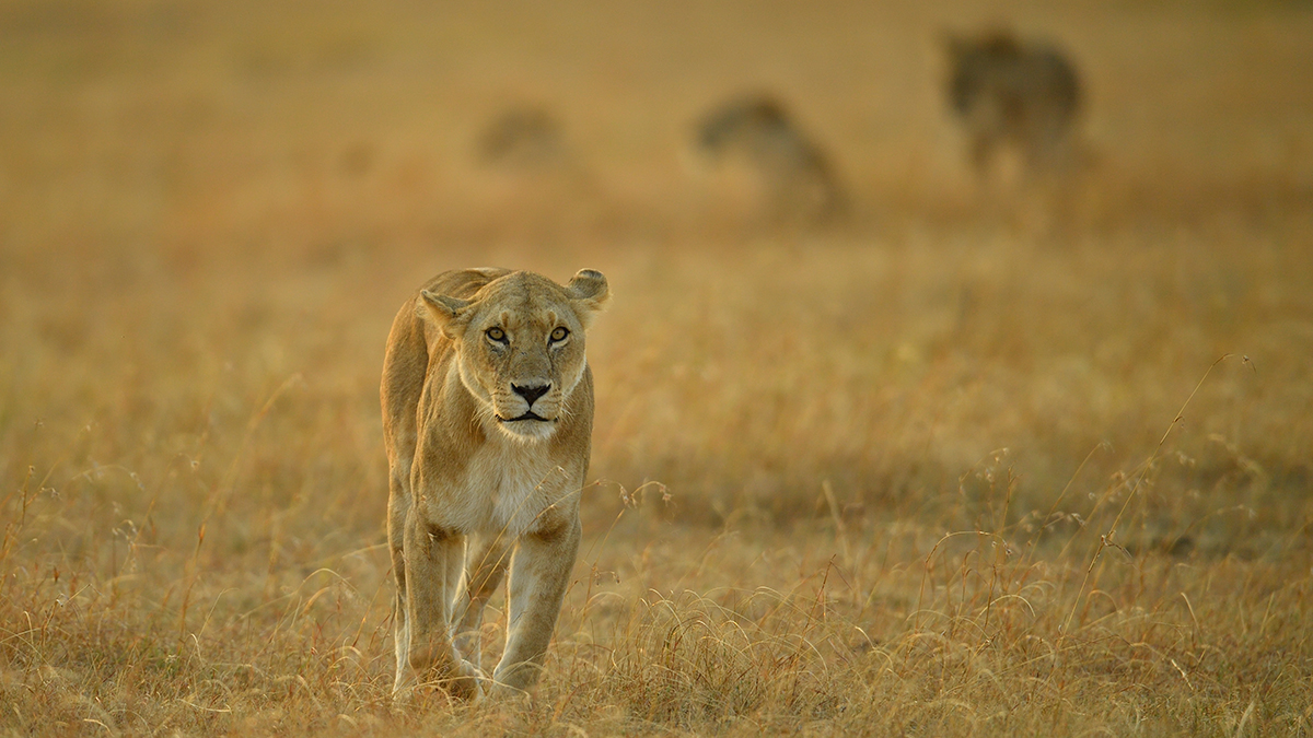 _5RG6669_20180726_071105_2726Masai Mara 2018_3575Masai Mara 2018.jpg