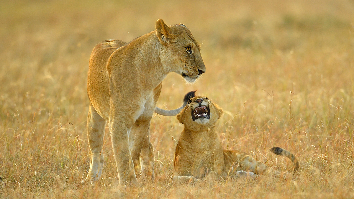 _5RG6705_20180726_071226_2727Masai Mara 2018.jpg