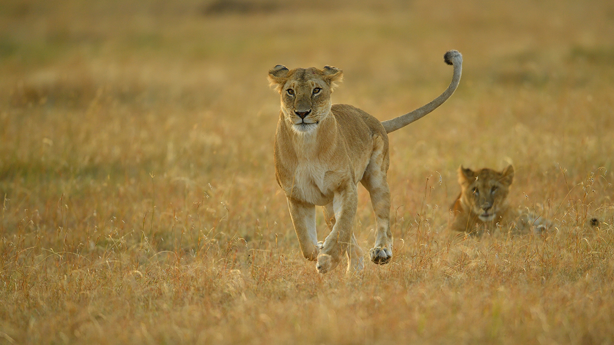 _5RG6713_20180726_071229_2729Masai Mara 2018_3578Masai Mara 2018.jpg