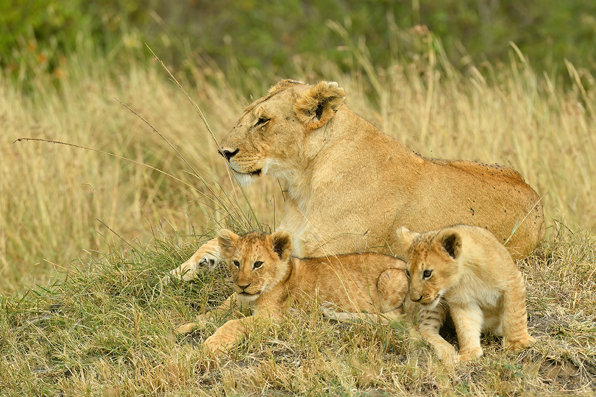 _5RG6756_20180722_103311_1754Masai Mara 2018-1200.jpg