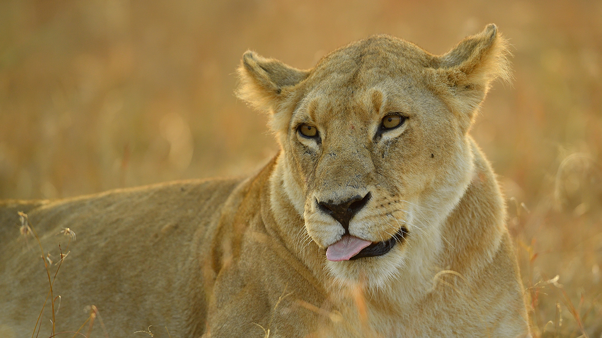 _5RG6789_20180726_071350_2730Masai Mara 2018_3579Masai Mara 2018.jpg