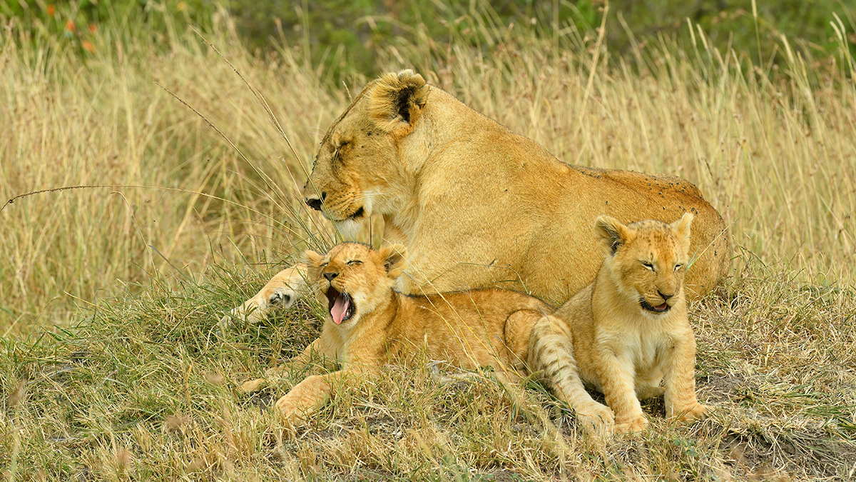 _5RG6790_20180722_103336_1250Masai Mara 2018-1200.jpg