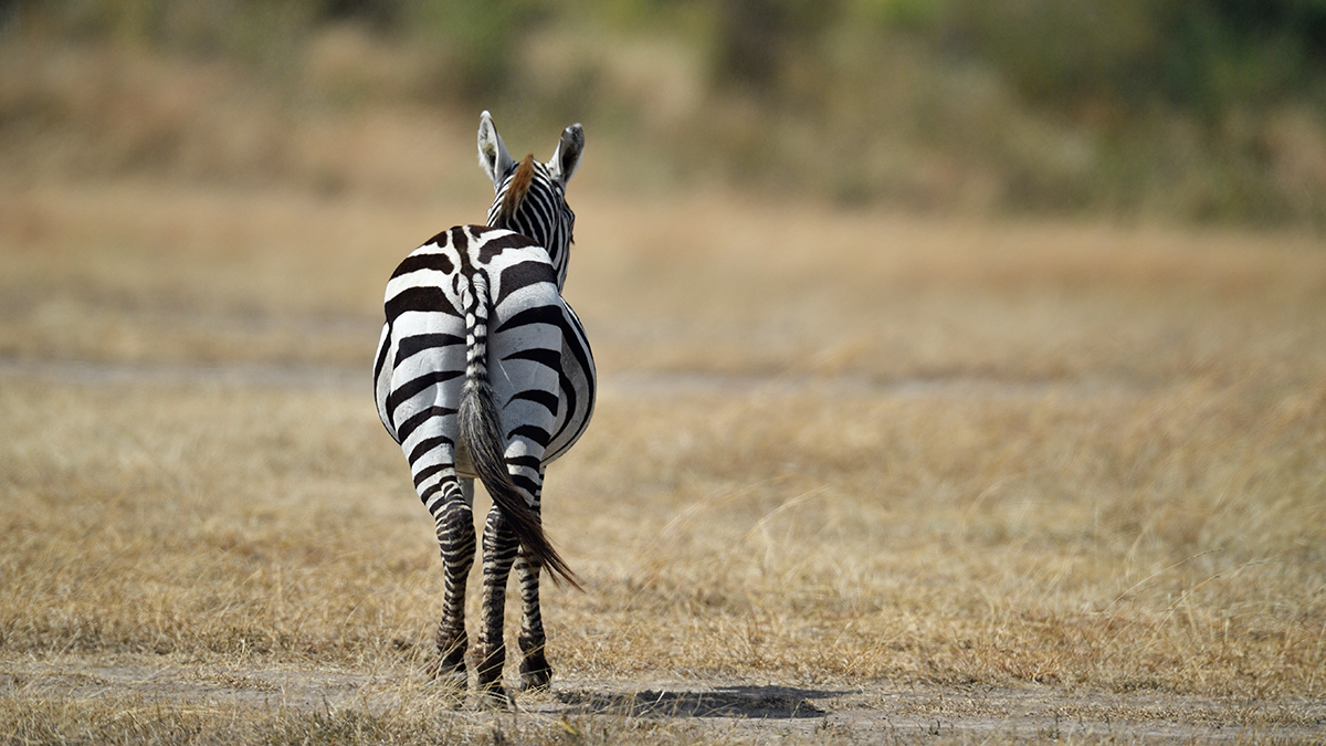 _5RG6997_20180726_104955_2739Masai Mara 2018_3588Masai Mara 2018.jpg