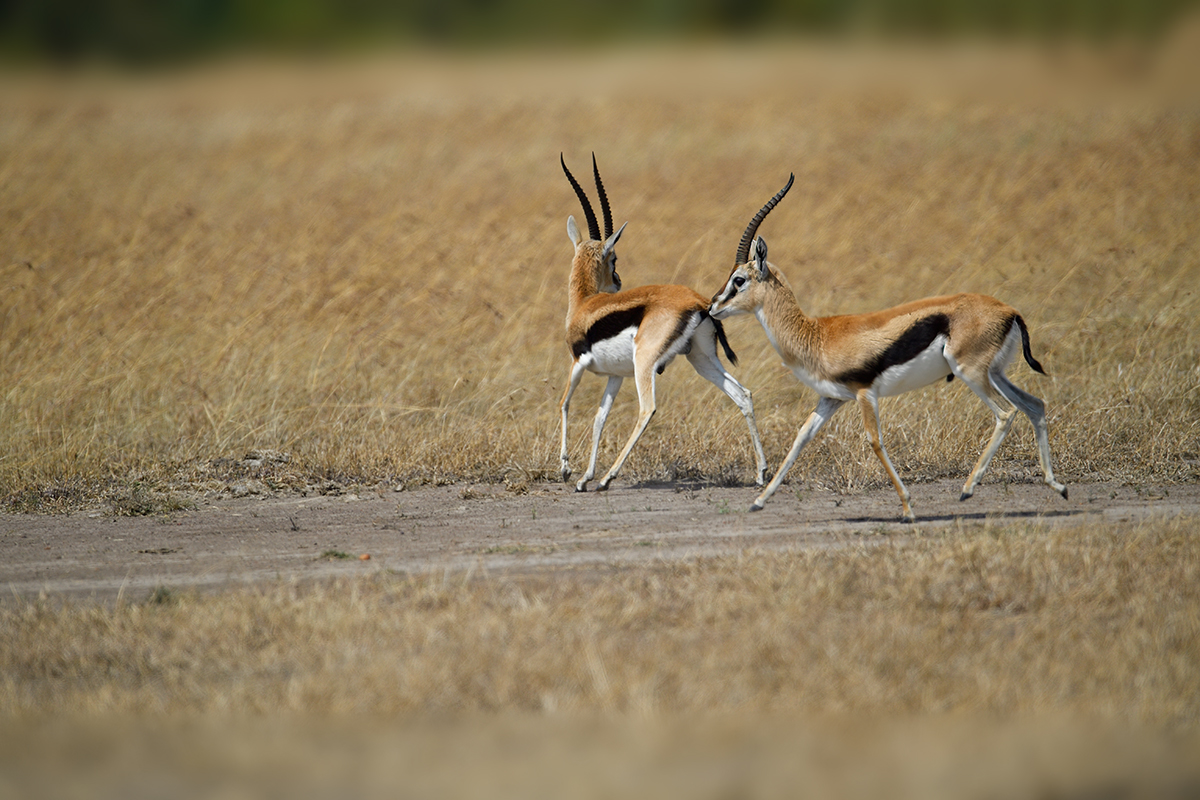 _5RG7003_20180726_111749_2741Masai Mara 2018_3590Masai Mara 2018.jpg