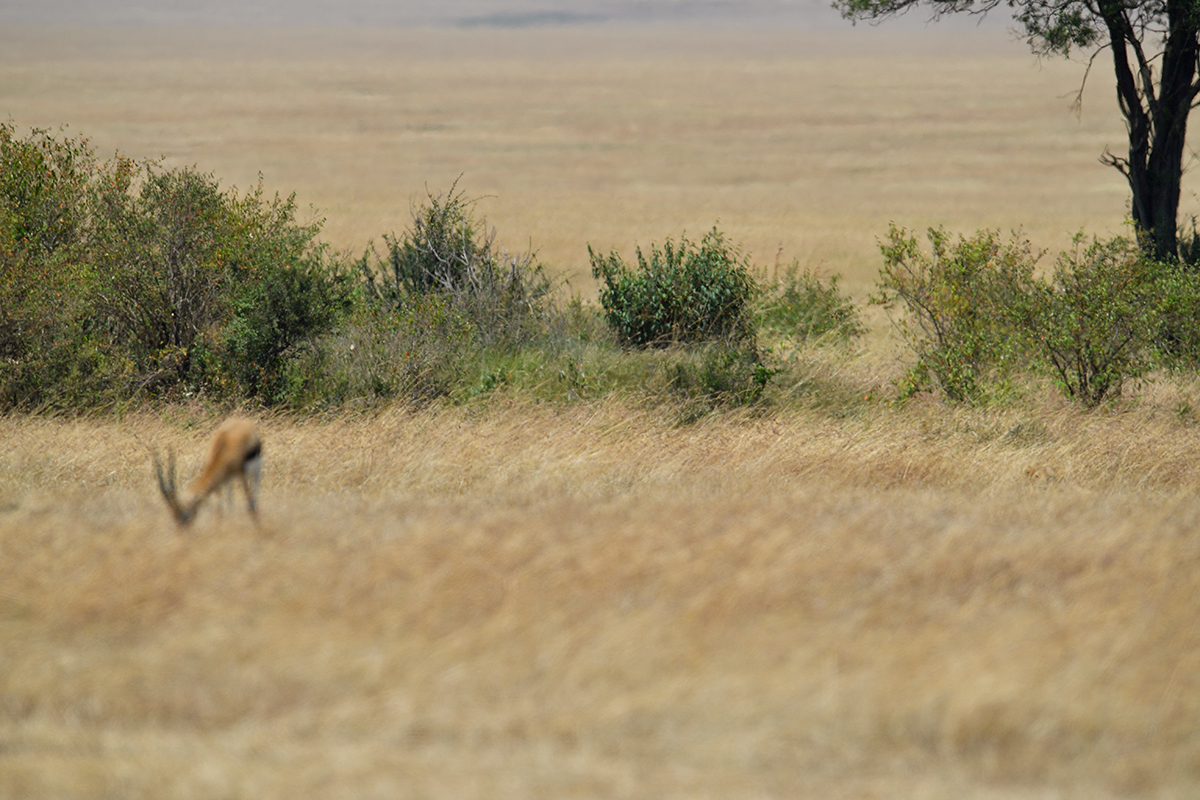 _5RG7038_20180726_113603_2744Masai Mara 2018_3593Masai Mara 2018.jpg