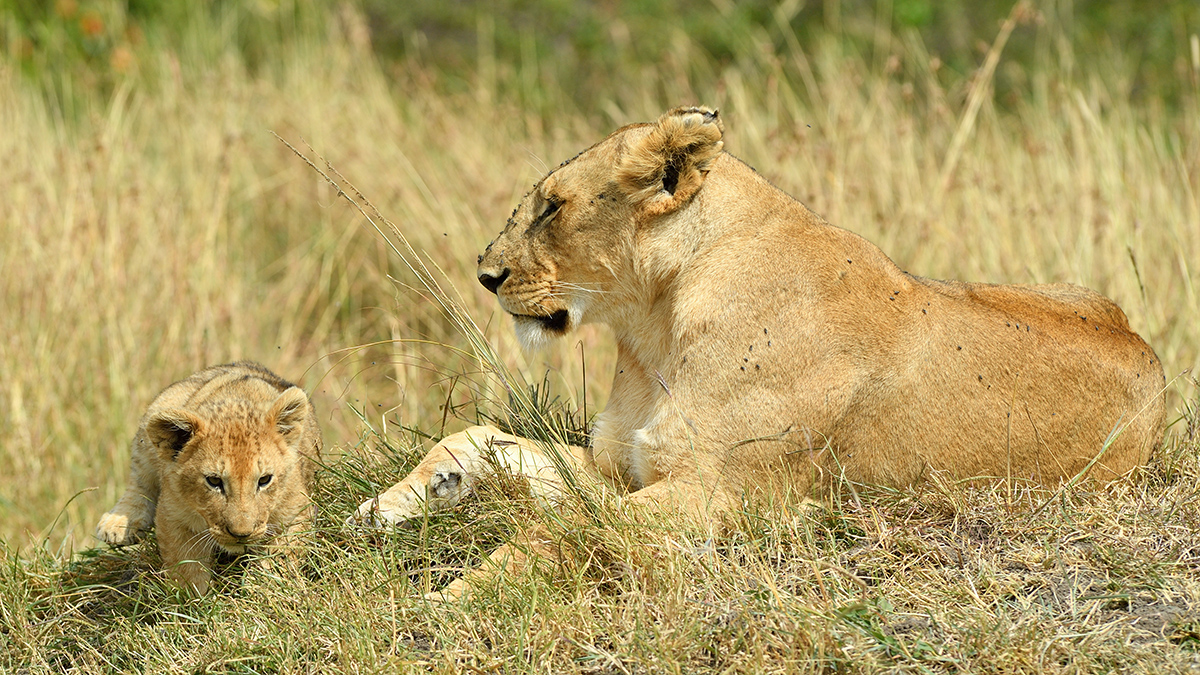 _5RG7040_20180722_104303_1810Masai Mara 2018-1200.jpg