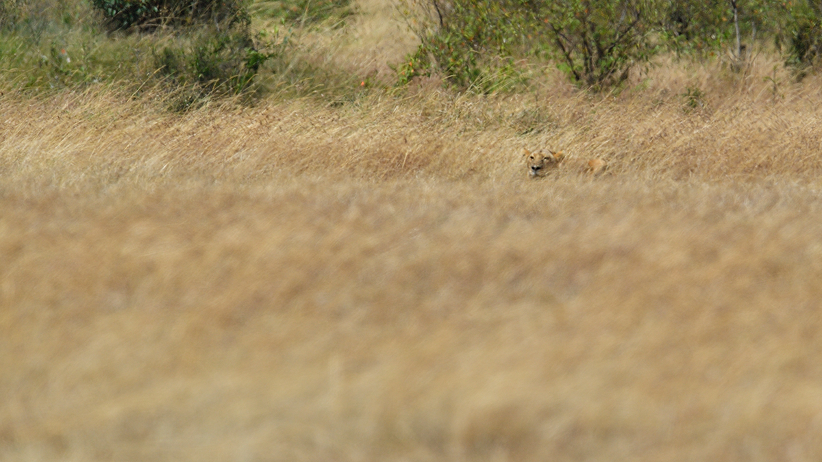 _5RG7040_20180726_114011_2745Masai Mara 2018_3594Masai Mara 2018.jpg