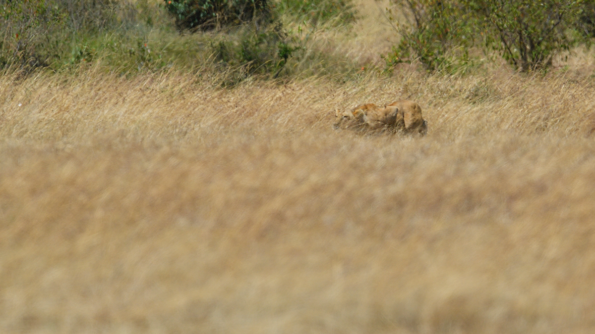 _5RG7045_20180726_114347_2750Masai Mara 2018_3599Masai Mara 2018.jpg