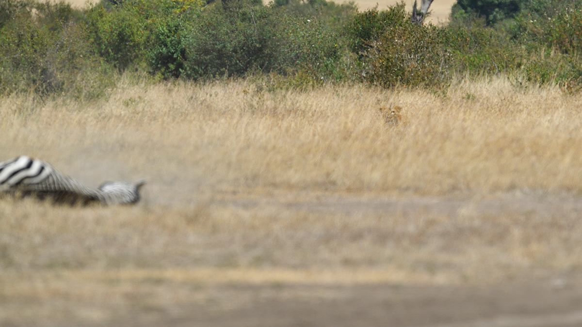_5RG7052_20180726_121648_2754Masai Mara 2018_3603Masai Mara 2018.jpg