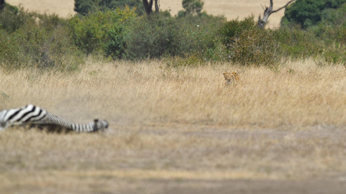 _5RG7055_20180726_121649_2757Masai Mara 2018_3606Masai Mara 2018.jpg