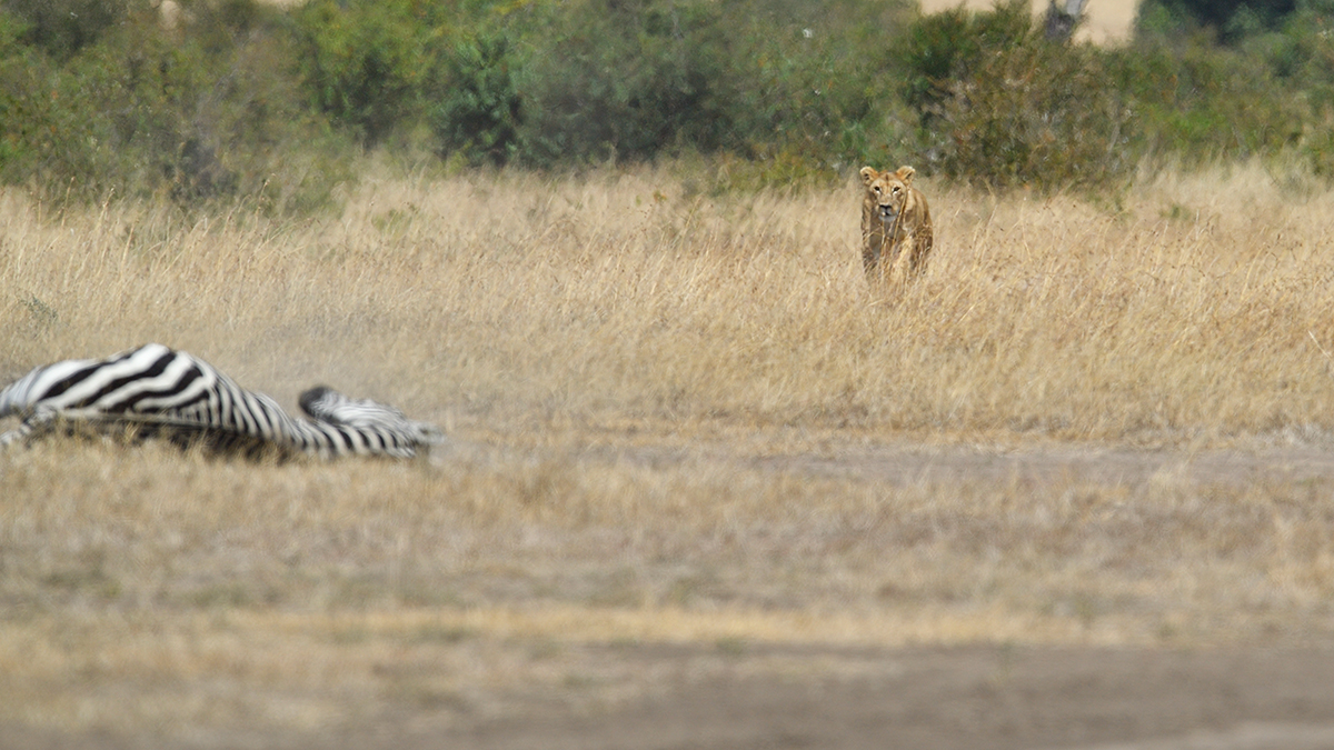 _5RG7058_20180726_121650_2760Masai Mara 2018_3609Masai Mara 2018.jpg