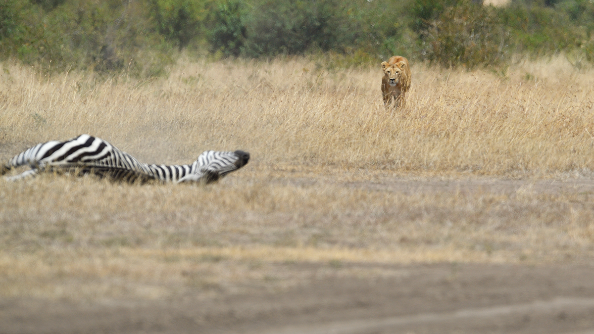 _5RG7061_20180726_121651_2763Masai Mara 2018_3612Masai Mara 2018.jpg