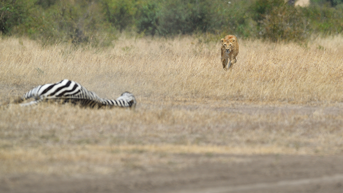 _5RG7066_20180726_121652_2768Masai Mara 2018_3617Masai Mara 2018.jpg