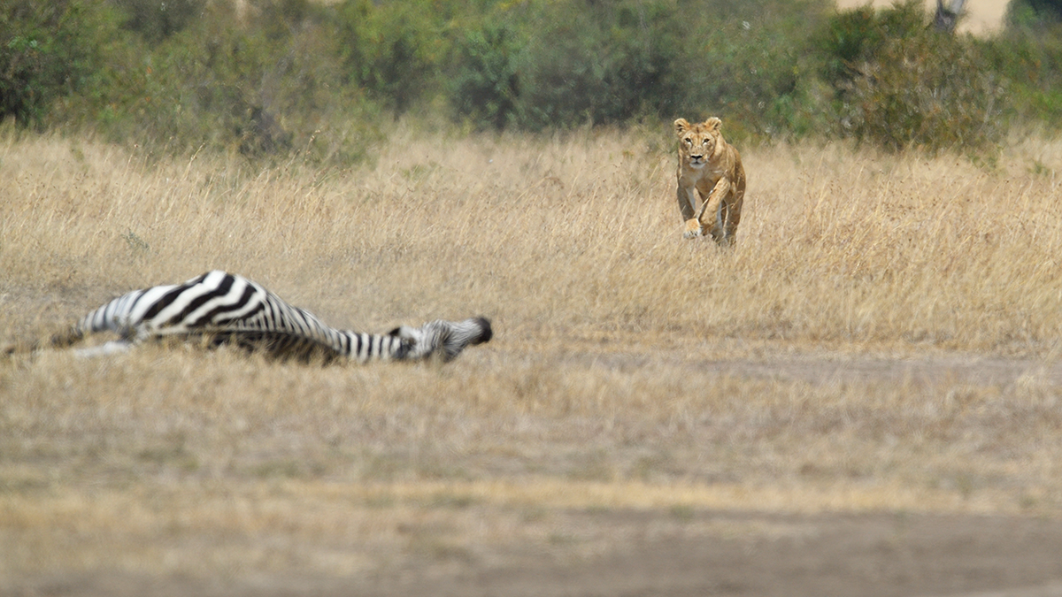 _5RG7071_20180726_121653_2773Masai Mara 2018_3622Masai Mara 2018.jpg