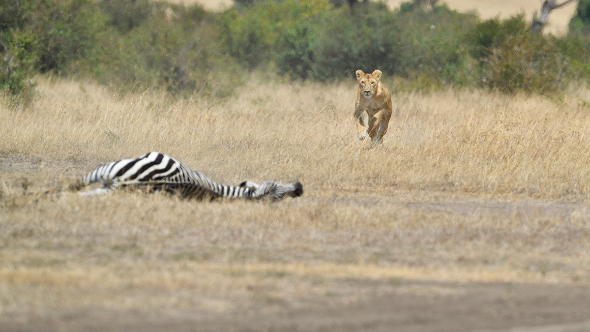 _5RG7077_20180726_121654_2778Masai Mara 2018_3627Masai Mara 2018.jpg