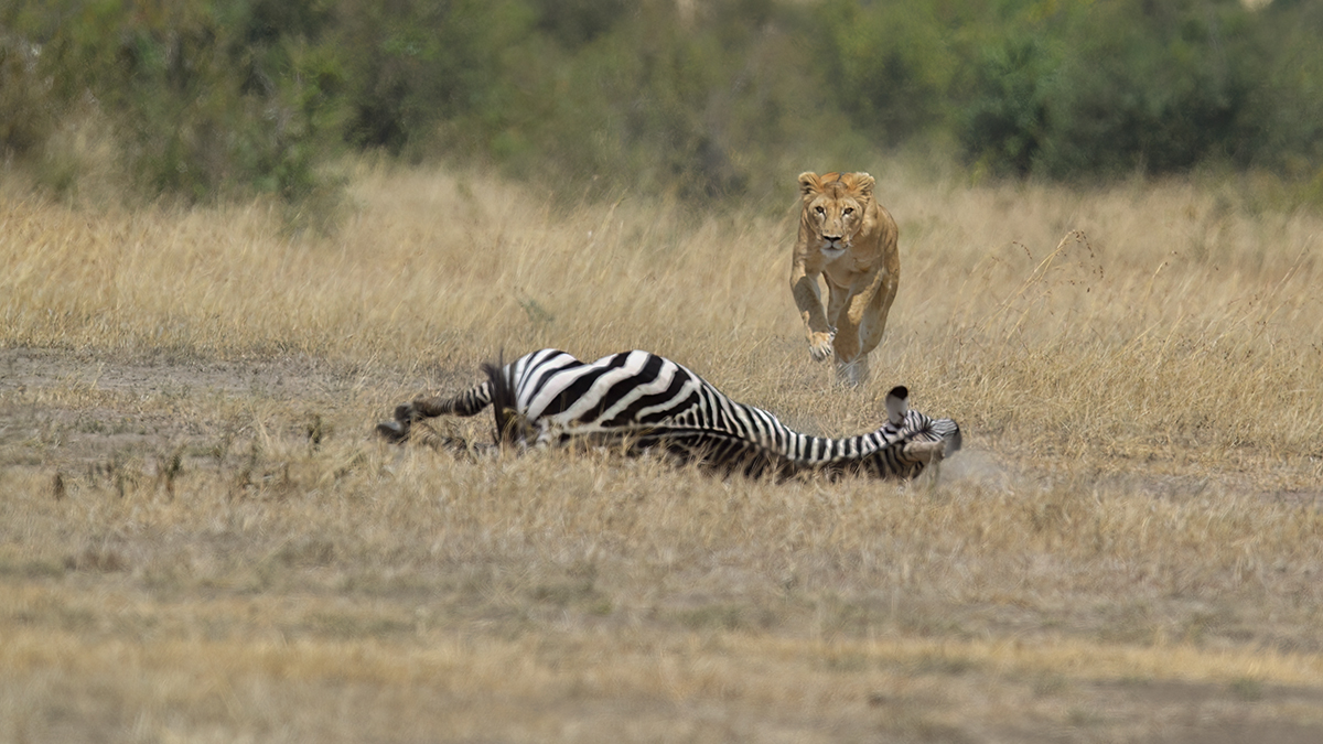 _5RG7087_20180726_121656_2788Masai Mara 2018_3637Masai Mara 2018.jpg