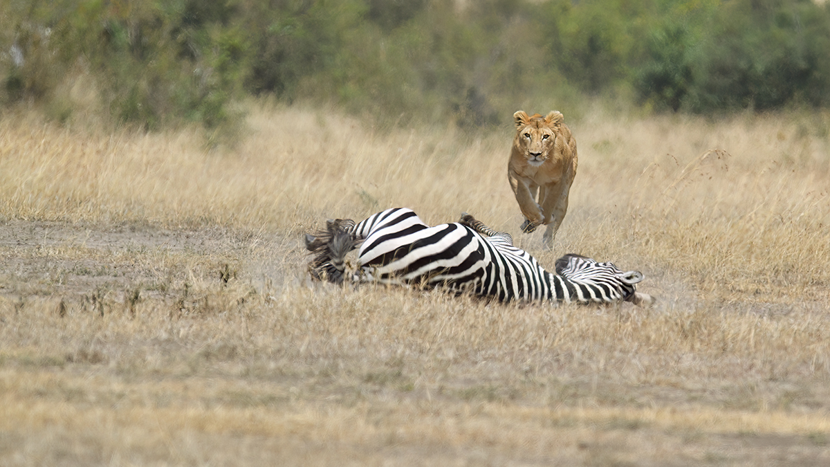 _5RG7092_20180726_121656_2793Masai Mara 2018_3642Masai Mara 2018.jpg