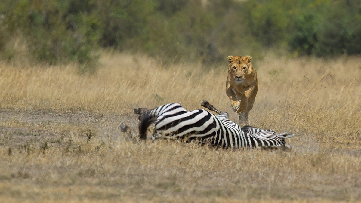 _5RG7093_20180726_121657_2794Masai Mara 2018_3643Masai Mara 2018-2.jpg