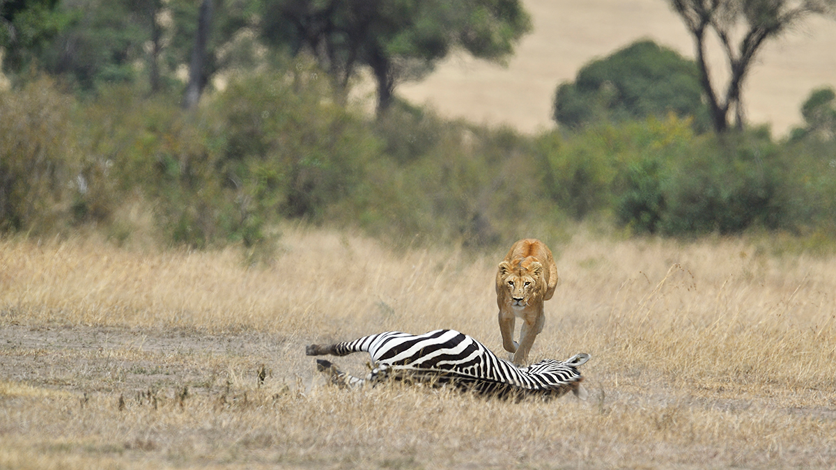 _5RG7096_20180726_121657_2797Masai Mara 2018.jpg