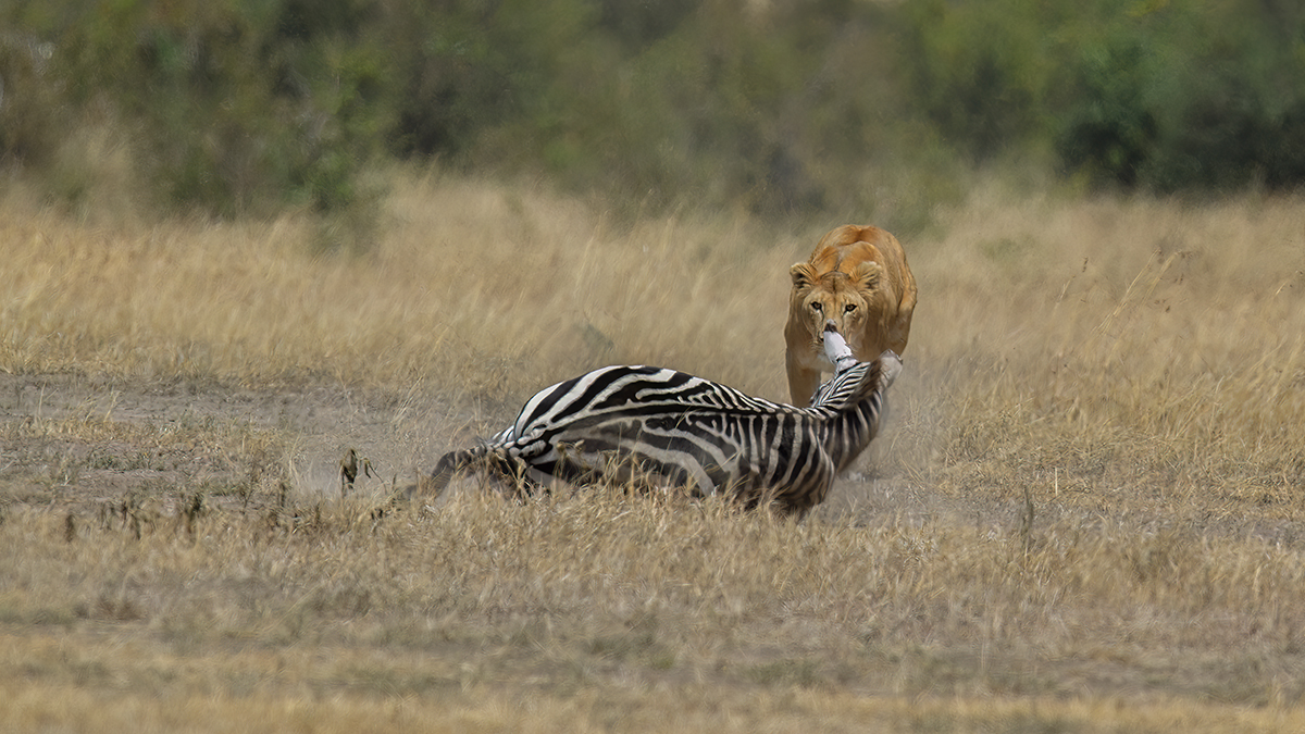 _5RG7099_20180726_121657_2800Masai Mara 2018_3649Masai Mara 2018.jpg