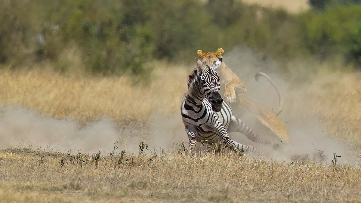 _5RG7109_20180726_121658_2810Masai Mara 2018_3659Masai Mara 2018-2.jpg