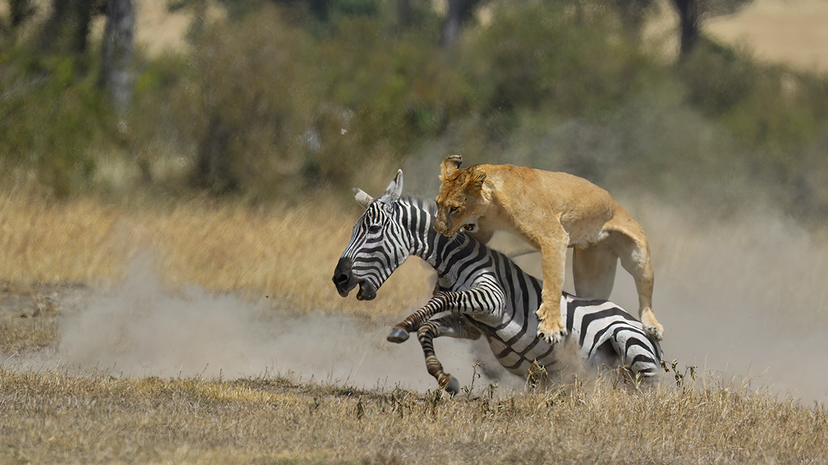 _5RG7112_20180726_121658_2813Masai Mara 2018_3662Masai Mara 2018-2.jpg