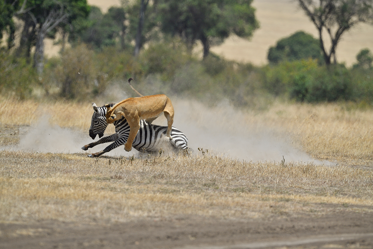 _5RG7113_20180726_121659_2814Masai Mara 2018_3663Masai Mara 2018.jpg