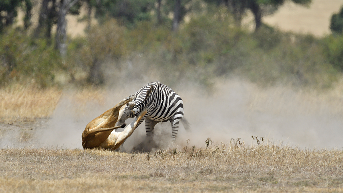 _5RG7116_20180726_121659_2817Masai Mara 2018.jpg