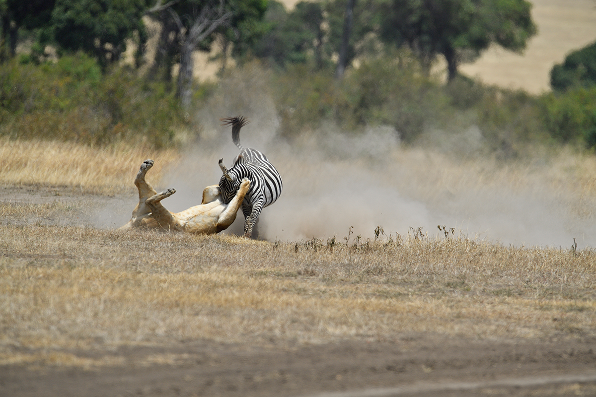 _5RG7120_20180726_121659_2821Masai Mara 2018_3670Masai Mara 2018.jpg