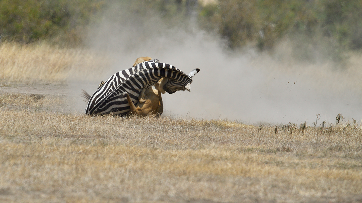 _5RG7135_20180726_121700_2836Masai Mara 2018_3685Masai Mara 2018.jpg