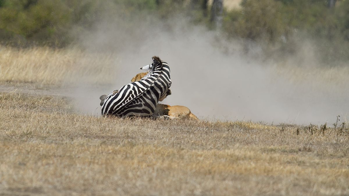 _5RG7140_20180726_121701_2841Masai Mara 2018_3690Masai Mara 2018.jpg