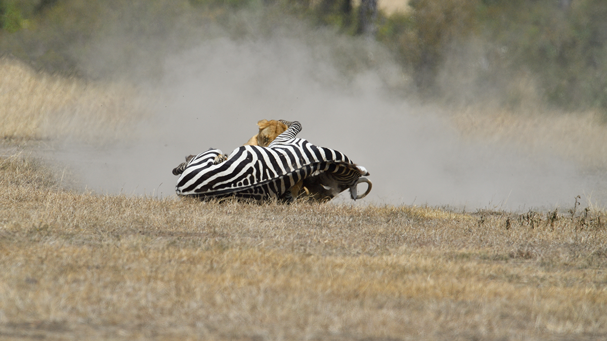 _5RG7145_20180726_121701_2846Masai Mara 2018_3695Masai Mara 2018.jpg
