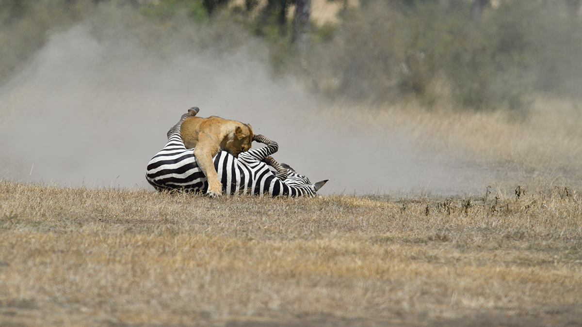 _5RG7155_20180726_121702_2856Masai Mara 2018_3705Masai Mara 2018.jpg