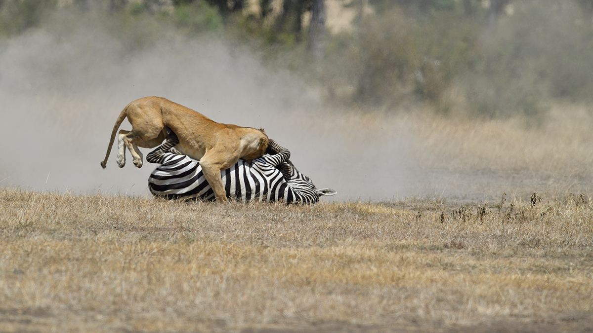 _5RG7161_20180726_121703_2862Masai Mara 2018_3711Masai Mara 2018.jpg