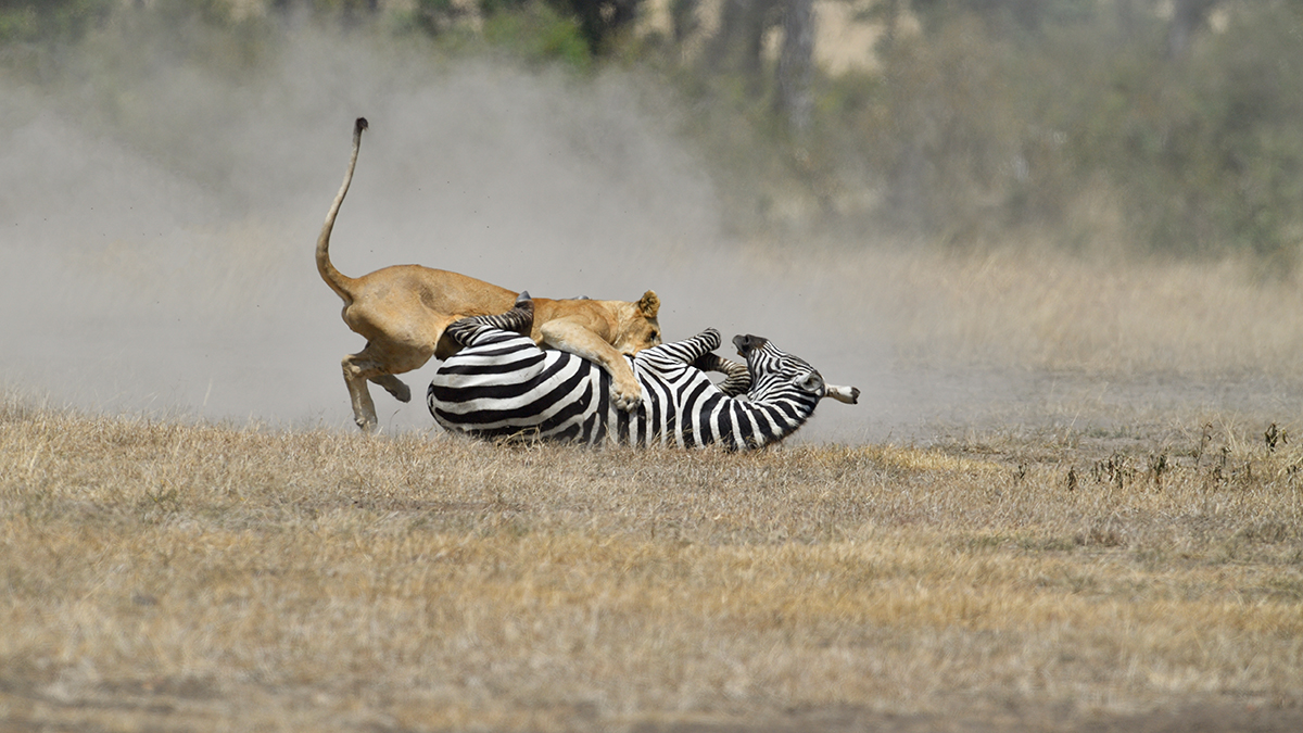 _5RG7171_20180726_121703_2872Masai Mara 2018_3721Masai Mara 2018.jpg
