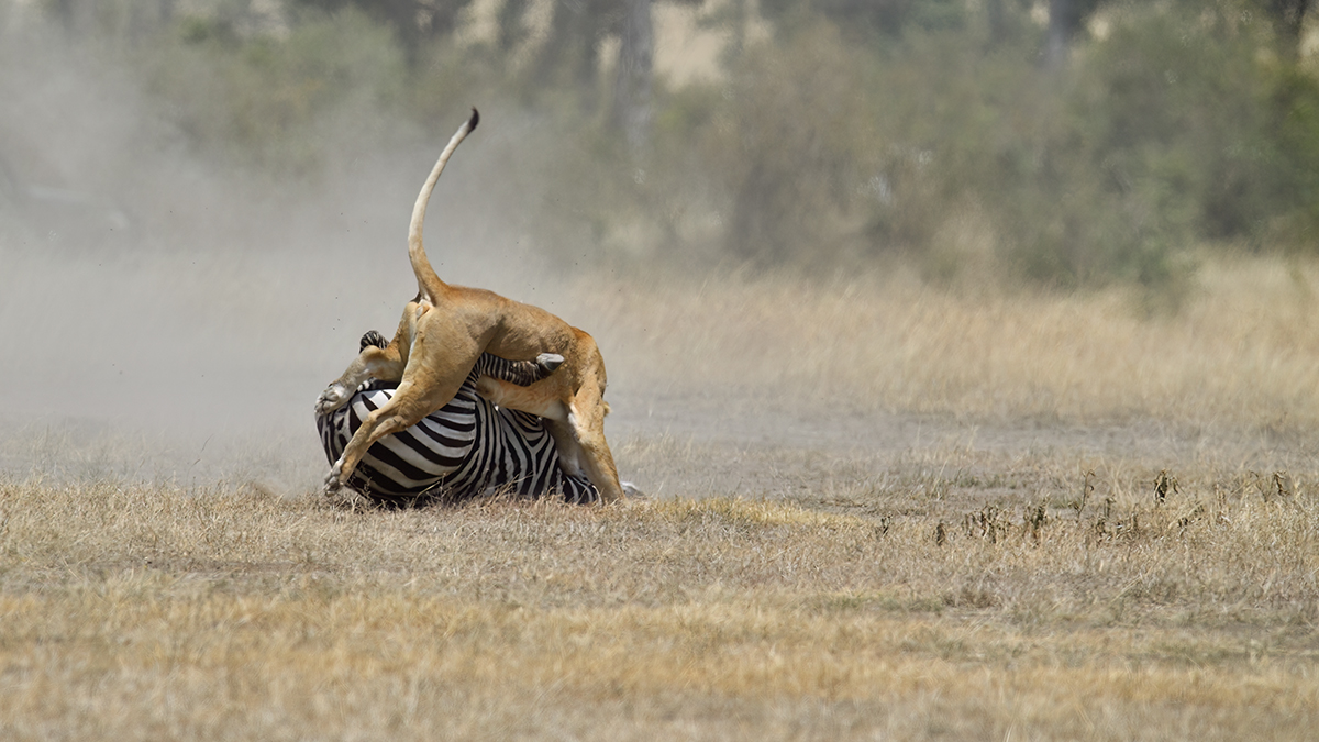 _5RG7190_20180726_121705_2891Masai Mara 2018_3740Masai Mara 2018.jpg