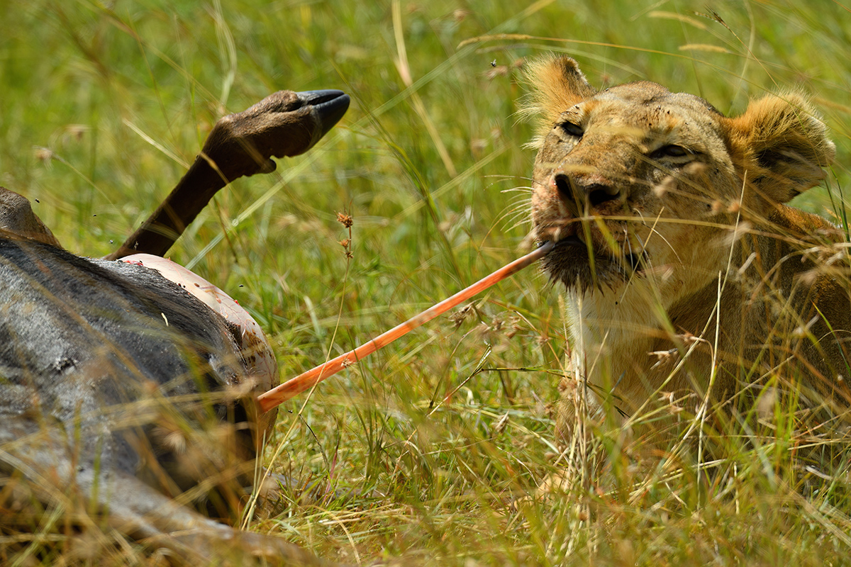 _5RG7378_20180722_131232_1824Masai Mara 2018-1200.jpg