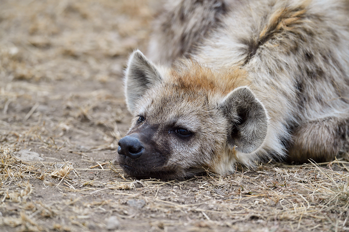 _5RG7489_20180726_172407_3011Masai Mara 2018_3860Masai Mara 2018.jpg
