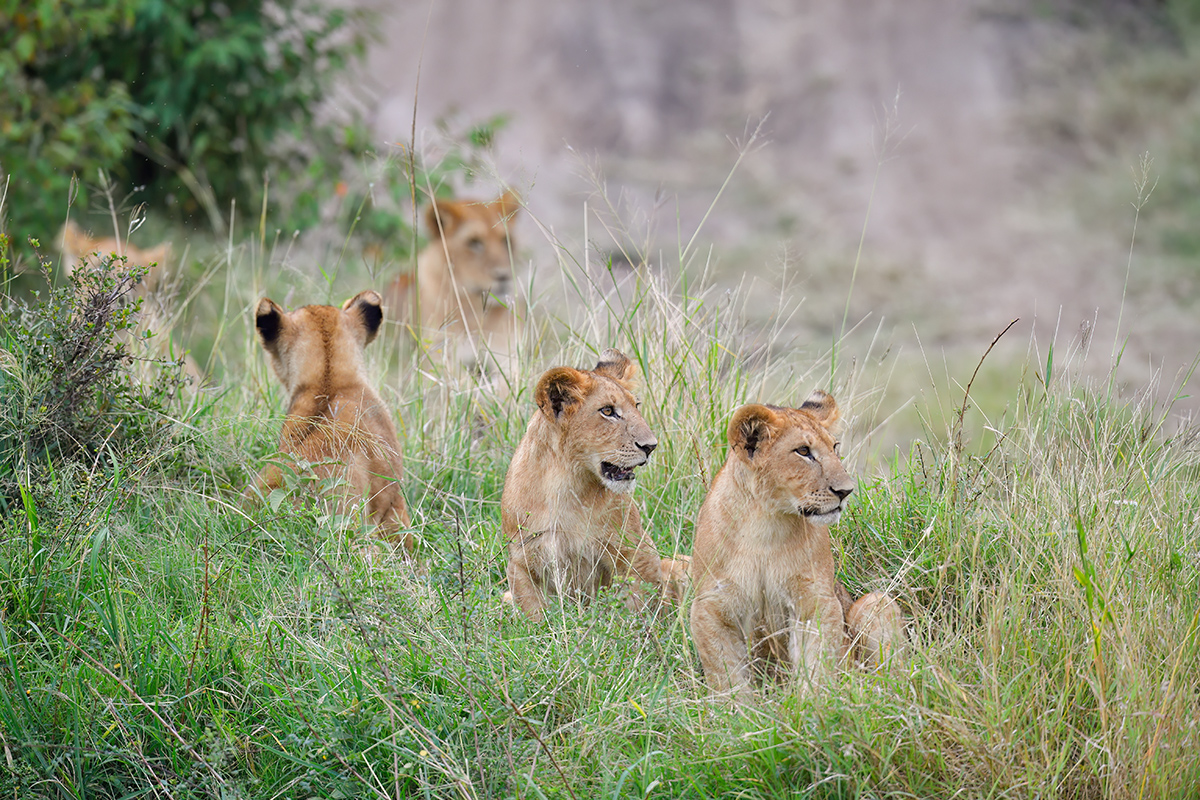 _5RG7506_20180718_173809_897Masai Mara 2018-1200.jpg