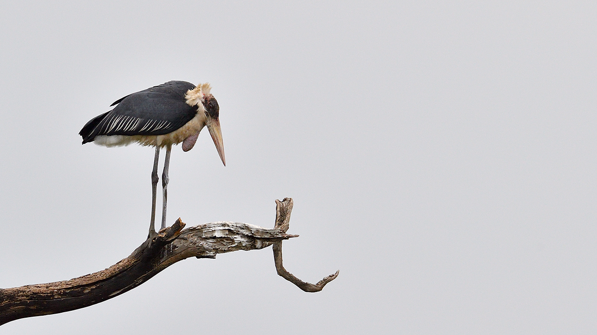 _5RG7512_20180726_173055_3012Masai Mara 2018_3861Masai Mara 2018.jpg