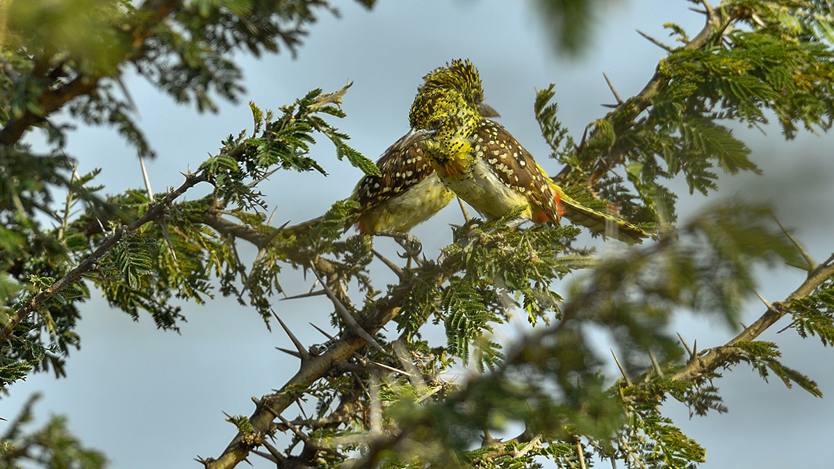 _5RG7549_20180722_161909_1838Masai Mara 2018-1200.jpg