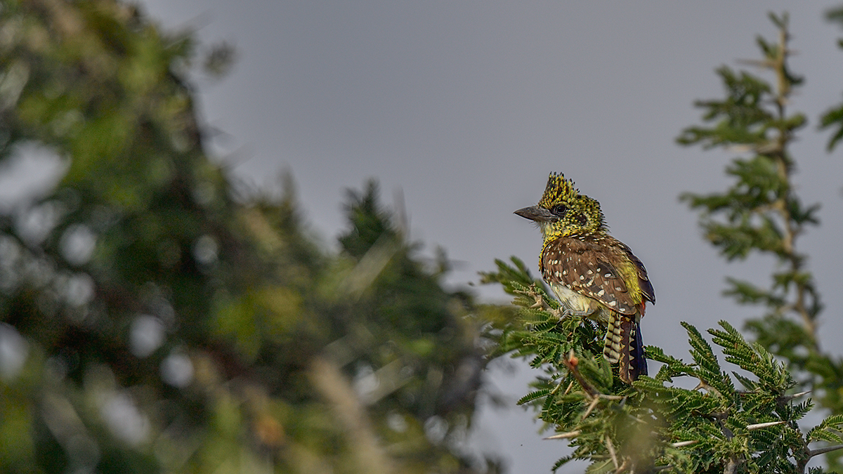 _5RG7570_20180722_161942_1841Masai Mara 2018-1200.jpg