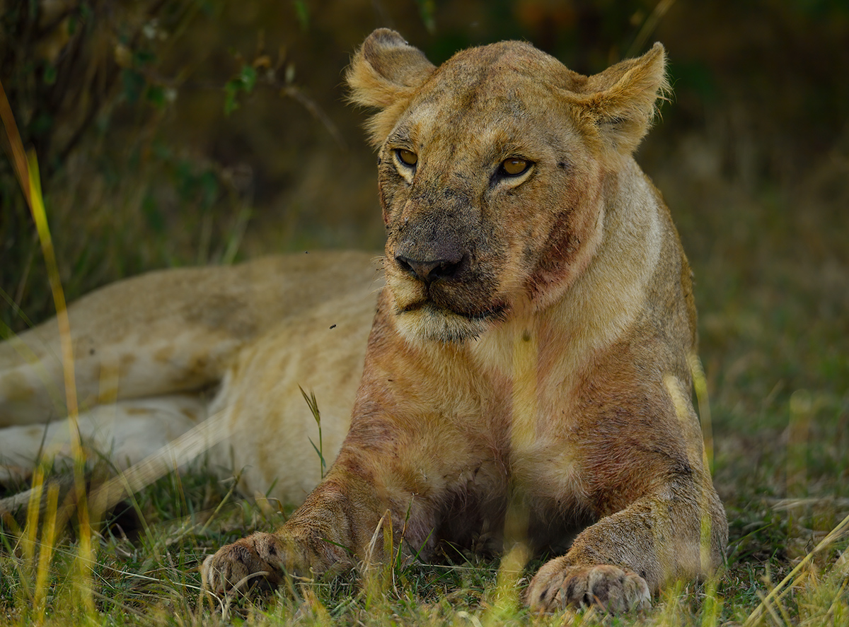 _5RG7625_20180722_163920_1844Masai Mara 2018-1200.jpg