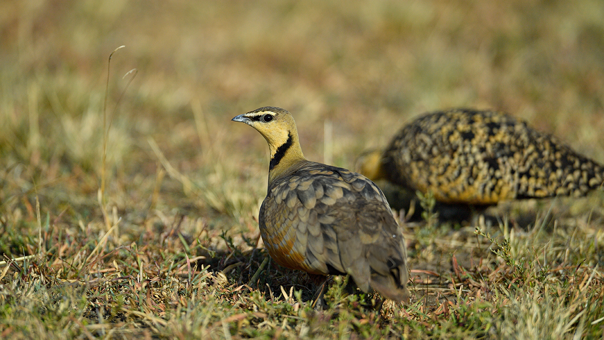 _5RG7648_20180722_164438_1846Masai Mara 2018-1200.jpg