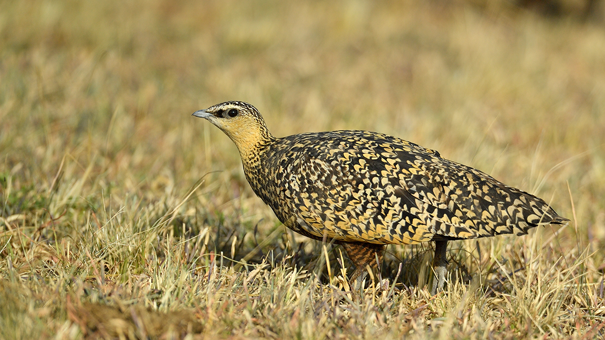 _5RG7666_20180722_164517_1847Masai Mara 2018-1200.jpg