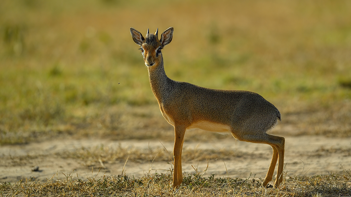 _5RG7668_20180722_164739_1848Masai Mara 2018-1200.jpg