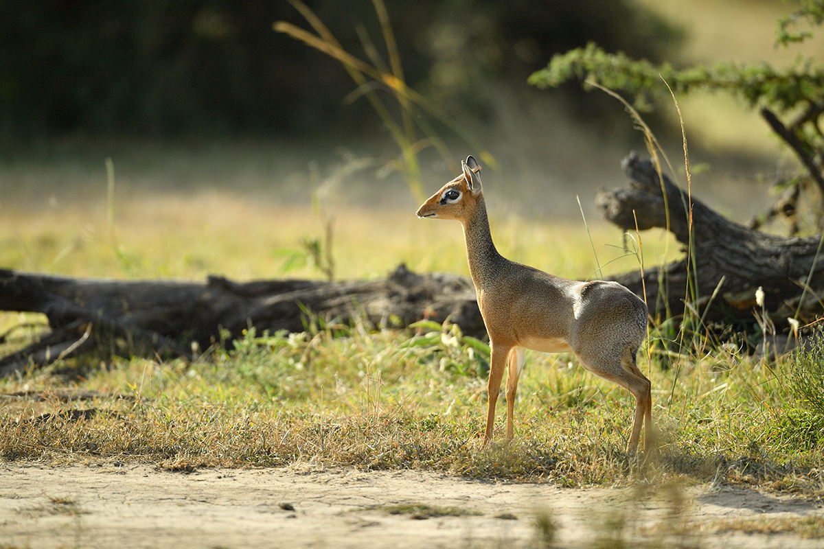 _5RG7687_20180722_164801_1849Masai Mara 2018-1200.jpg