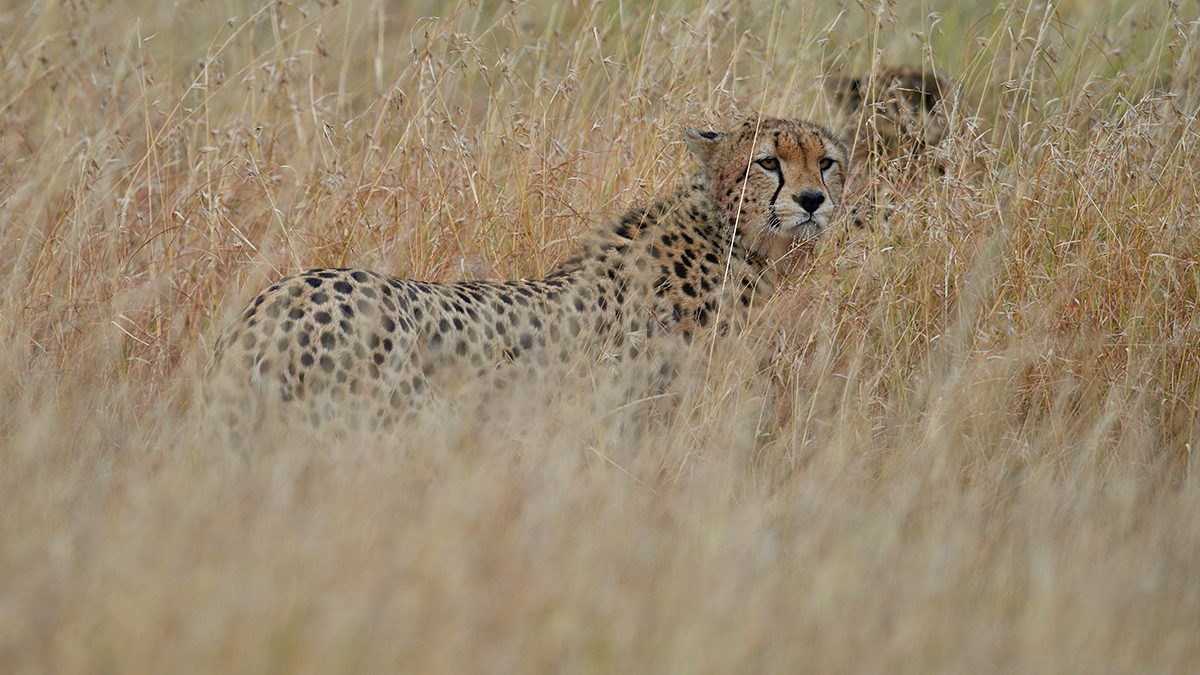 _5RG7698_20180727_081403_3996Masai Mara 2018.jpg