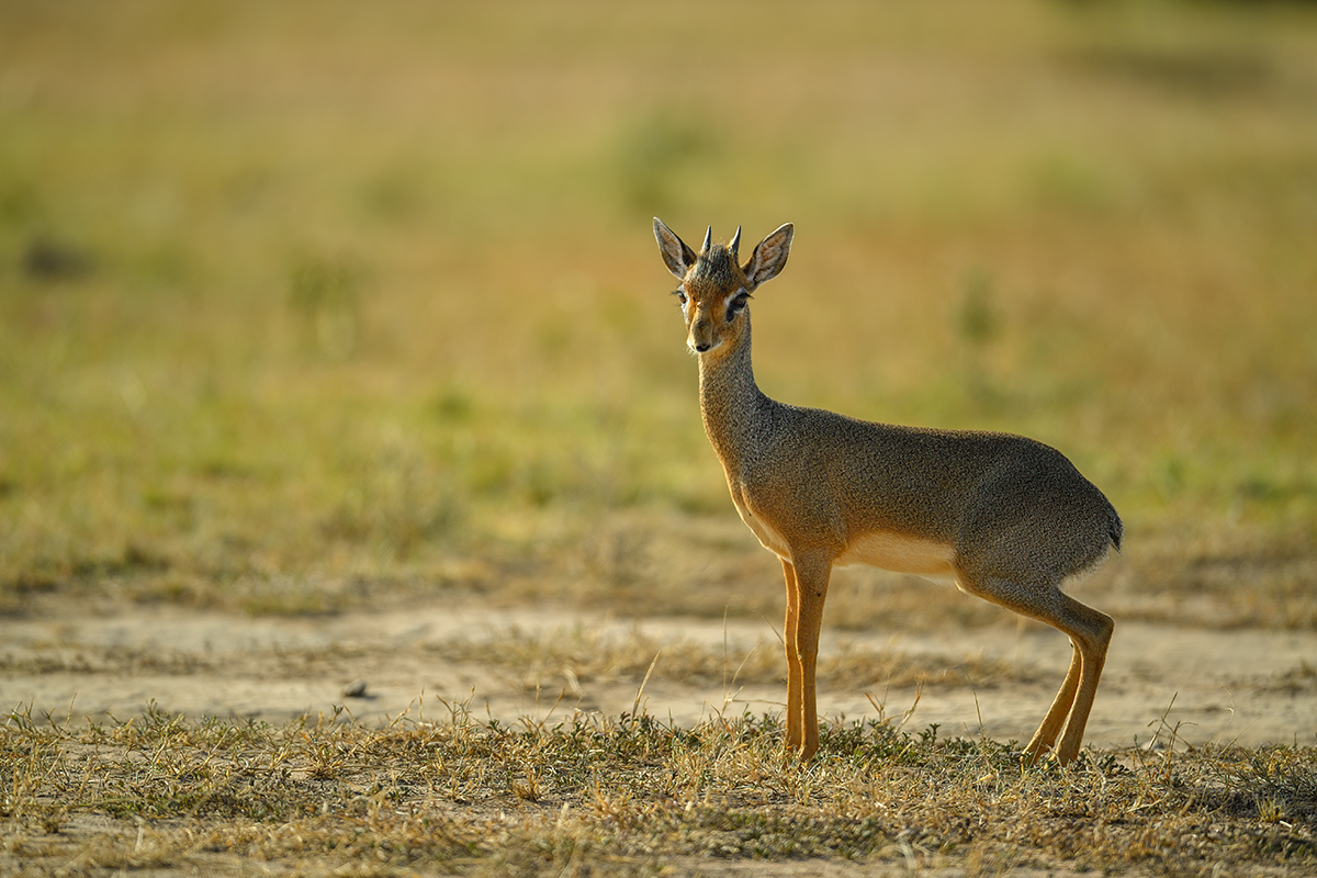 _5RG7717_20180722_164819_1850Masai Mara 2018-1200.jpg