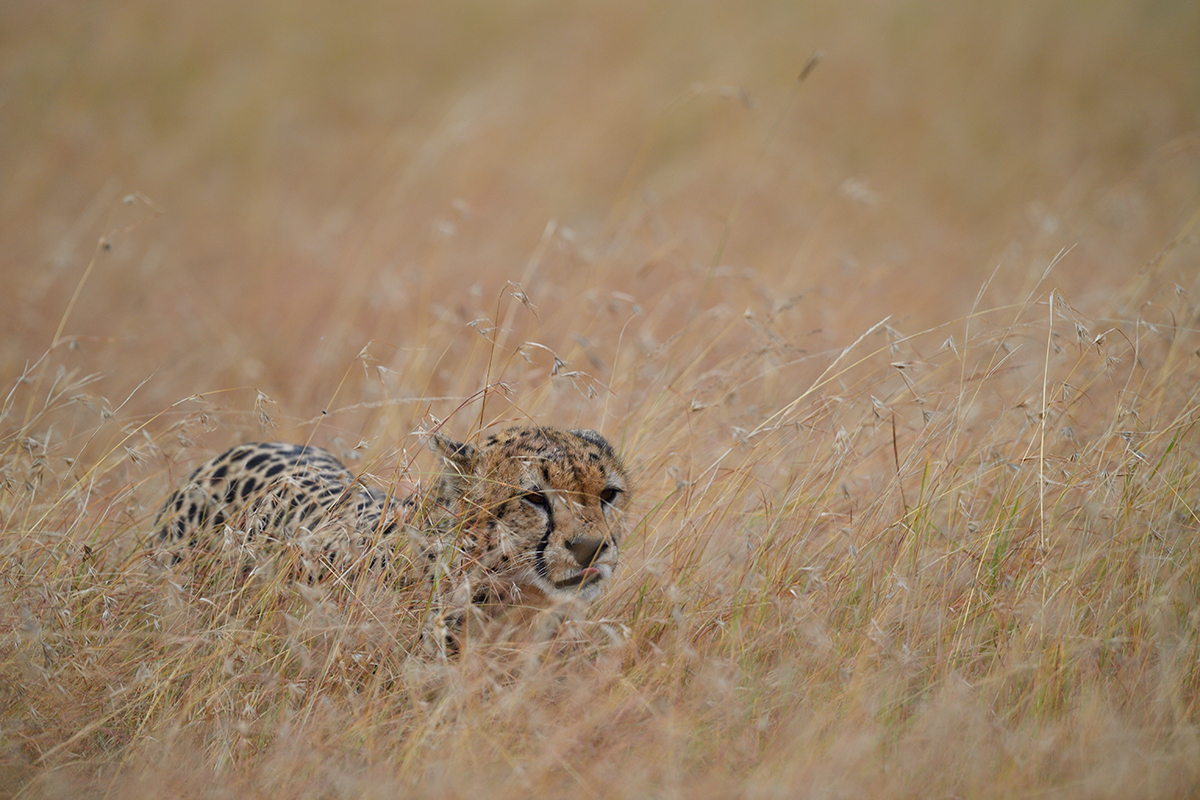 _5RG7719_20180727_081718_3998Masai Mara 2018.jpg